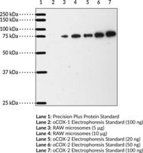 COX-<wbr/>2 (mouse) Polyclonal Antibody (aa 570-<wbr/>598)