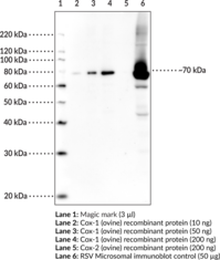 COX-<wbr/>1 (ovine) Polyclonal Antiserum