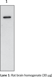 COX-<wbr/>1 (mouse) Polyclonal Antibody