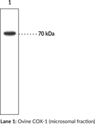 COX-<wbr/>1 Monoclonal Antibody (Clone CX111)