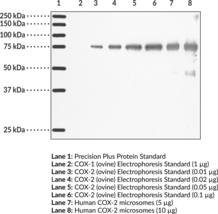 COX-2 (human) Monoclonal Antibody (Clone CX229)