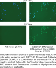 COX-<wbr/>2 Monoclonal FITC Antibody (Clone CX229)