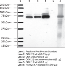 COX-<wbr/>2 (mouse) Polyclonal Antiserum