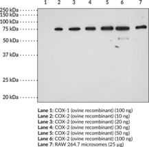 COX-<wbr/>2 (mouse) Polyclonal Antibody (aa 584-<wbr/>598)