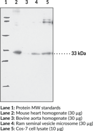 Prostaglandin E Synthase-<wbr/>2 (microsomal) Polyclonal Antibody