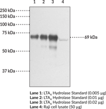 Leukotriene A<sub>4</sub> Hydrolase Polyclonal Antibody