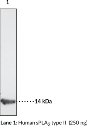 sPLA<sub>2</sub> (human Type IIA) Monoclonal Antibody (Clone SCACC353)