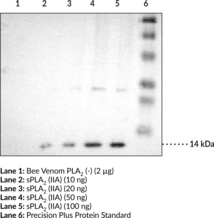 sPLA<sub>2</sub> (human Type IIA) Polyclonal Antiserum