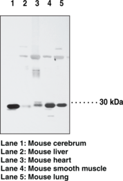 ARC Polyclonal Antibody