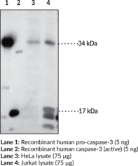 Caspase-<wbr/>3 (human) Polyclonal Antibody