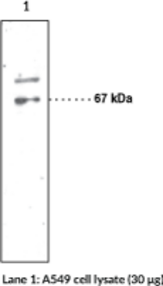 AIF Polyclonal Antibody