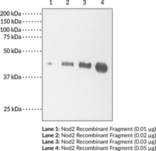 Nod2 Polyclonal Antibody