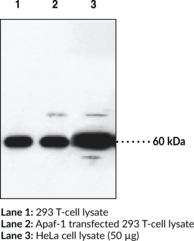 Apaf-<wbr/>1 Polyclonal Antibody