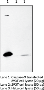 Caspase-<wbr/>9 Polyclonal Antibody