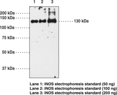 iNOS Polyclonal Antibody