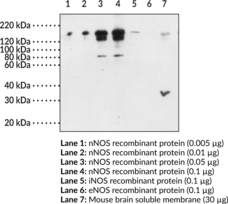 nNOS Polyclonal Antibody