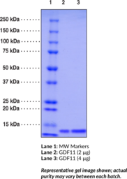 GDF11 (human recombinant)