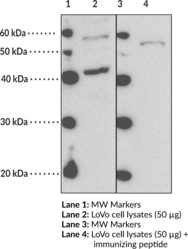 FFAR3 (GPR41) (N-Term) Polyclonal Antibody