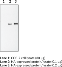 HA Polyclonal Antibody