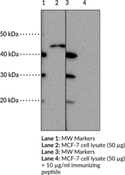 FFAR3 (GPR41) (Internal) Polyclonal Antibody