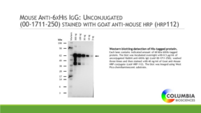 Mouse Anti-<wbr/>6HIS IgG:<wbr/>Unconjugated