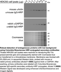 Goat Anti-<wbr/>Mouse (H+L):HRP