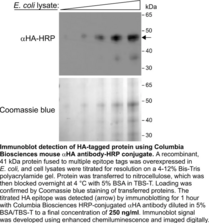 Mouse Anti-<wbr/>HA IgG:HRP