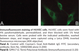 GPR17 (C-Term) Polyclonal Antibody (Immuno<wbr/>fluorescence)