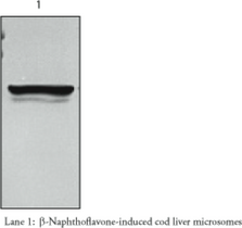 CYP1A (cod) Monoclonal Antibody (NP-<wbr/>7)