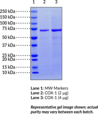 COX-1 (human, recombinant)