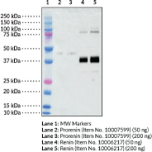 Goat Anti-Renin (human) Polyclonal Antibody