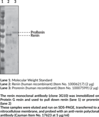 Renin Monoclonal Antibody (Clone 3G10)