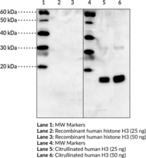 Histone H3 (Citrulli<wbr/>nated R2 + R8 + R17) Polyclonal Antibody