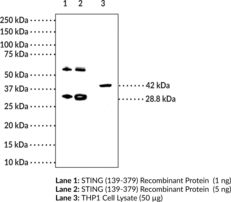 STING Monoclonal Antibody (Clone 2C8)