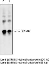 STING Polyclonal Antibody