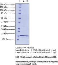 Citrullinated Histone H3 (human, recombinant)