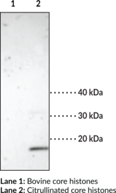 Histone H3 (Citrullinated R2 + R8 + R17) Monoclonal Antibody