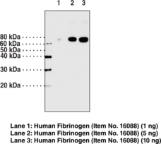 Fibrinogen (? chain) Polyclonal Antibody