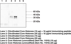 Histone H1.4 (Citrul<wbr/>linated R53) Polyclonal Antibody