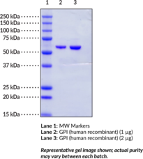 Glucose-6-phosphate Isomerase (human, recombinant)