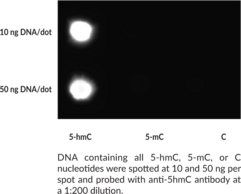 5-Hydroxy<wbr/>methyl<wbr/>cytosine Polyclonal Antibody