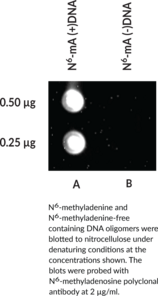 N<sup>6</sup>-Methyl<wbr/>adenosine Monoclonal Antibody (Clone 17-3-4-1)