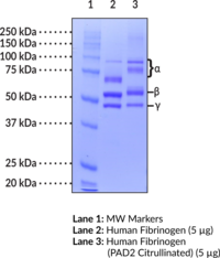 Human Fibrinogen (PAD2 Citrul<wbr/>linated)