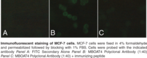 MBOAT4 Polyclonal Antibody