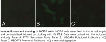 MBOAT4 Polyclonal Antibody