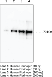 Fibrinogen (? chain) Monoclonal Antibody