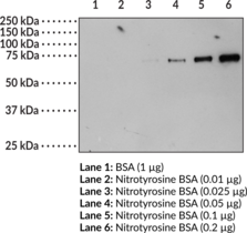 Nitrotyrosine Monoclonal Antibody