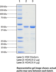 HDAC8 (human, recombinant)