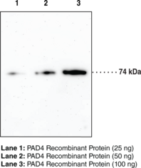 PAD4 Monoclonal Antibody (Clone 6D8)