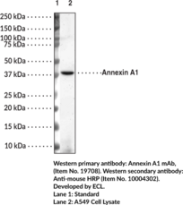 Annexin A1 Monoclonal Antibody (Clone 3F5)